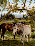 Tall thumb mark mahaney 8510aad4