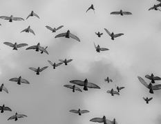 Tall thumb mark mahaney 0fce962e