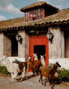 Tall thumb mark mahaney d1c3f5f6