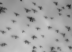 Tall thumb mark mahaney c60cced1