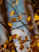 Tall thumb mark mahaney 9e65f440