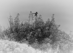 Tall thumb mark mahaney 5f096e19